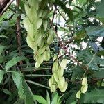 Dioscorea bulbifera ഫലം