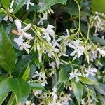 Trachelospermum jasminoidesFlower