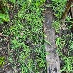 Ehrharta erecta Blatt