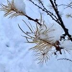 Larix sibirica Blatt