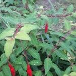 Fuchsia magellanicaFlors