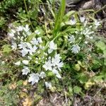 Allium massaessylum Blomma