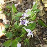 Viola rostrata Habitatea