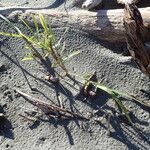 Phragmites karka Habit