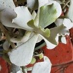 Kalanchoe rhombopilosa Folha