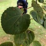 Cercidiphyllum japonicum Leaf