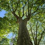 Platanus × hispanicaCelota