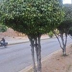 Ficus benjamina Hoja