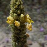 Verbascum thapsusOutro