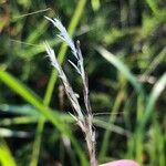 Dichanthium aristatum Flors