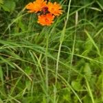 Pilosella guthnikiana Flower