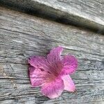 Tabebuia impetiginosa Fleur