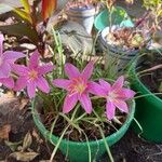 Zephyranthes rosea Kvet