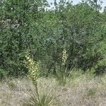 Yucca campestris Habit