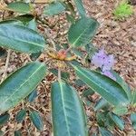 Rhododendron campanulatum Folha