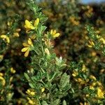 Genista monspessulana Sonstige