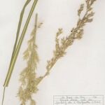 Tripidium ravennae その他の提案