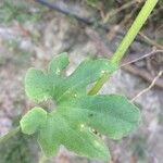 Trichosanthes cucumerina Leaf