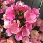 Begonia cucullata cv. 'Doublet Rose Pink' Kvet