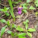 Primula pauciflora Kvet