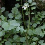 Cardamine × zahlbruckneriana