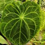 Anthurium clarinervium List