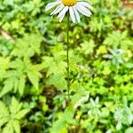 Leucanthemum rotundifolium 花