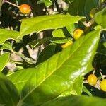 Ilex cornuta ഫലം