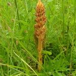 Orobanche elatior Агульны выгляд