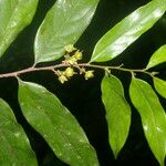 Casearia arborea Flower