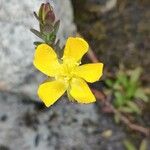 Hypericum mexicanum Flower