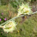 Onobrychis aequidentata Ffrwyth