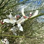Retama monosperma Flower