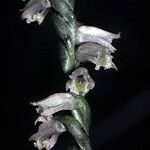 Spiranthes lacera Цветок