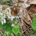 Rubus scaber ᱵᱟᱦᱟ