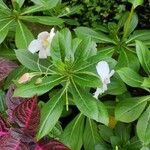 Impatiens sodeniiBlüte