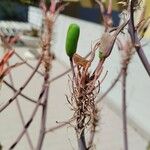 Aloe maculata Fruit