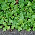 Senecio doria Leaf