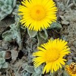 Pulicaria canariensis Flower