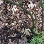 Sorbaria sorbifolia Ekosanga