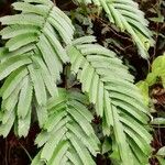 Piptadeniastrum africanum Leaf