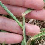 Bothriochloa bladhii Leaf