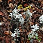 Eriogonum crocatum Costuma