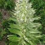 Frasera speciosa Hoja