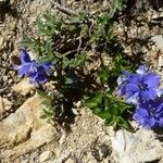 Polygala alpina Hábito