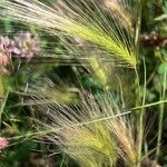 Hordeum jubatum Fruit