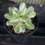 Aeonium castello-paivae Blad