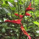 Heliconia irrasa ফুল