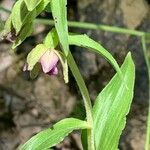 Epipactis helleborineFlower