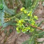 Euphorbia paralias Blomma